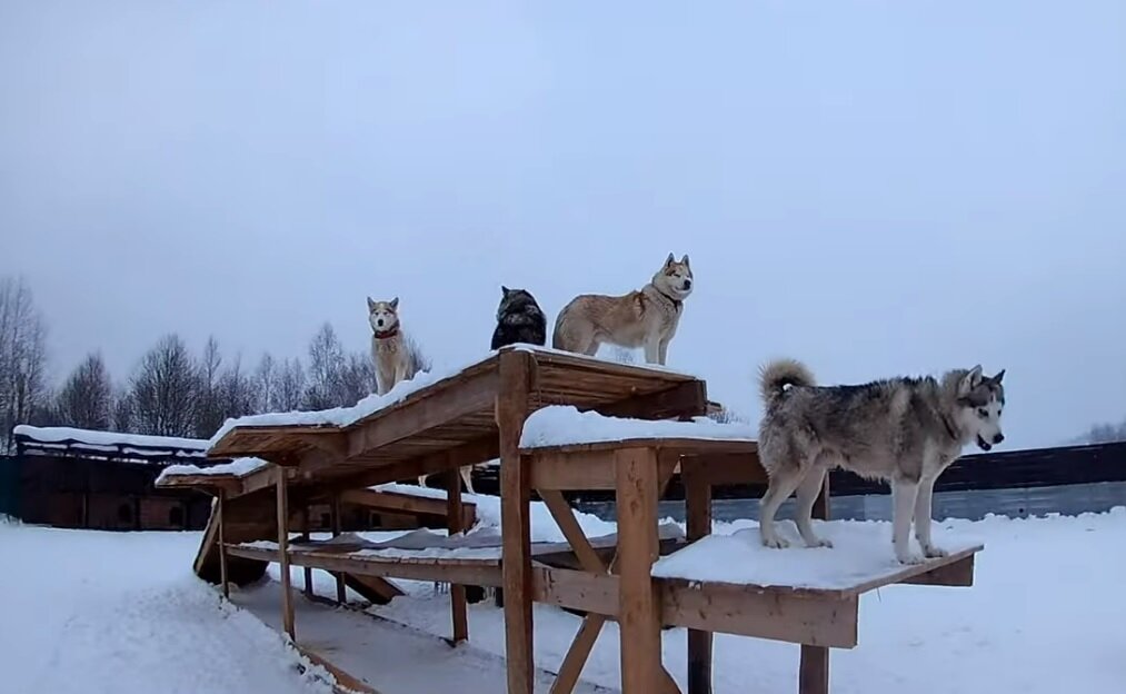 Веселые, ласковые собаки радостно виляют хвостами, лезут целоваться, требуют, чтобы с ними поиграли.-2