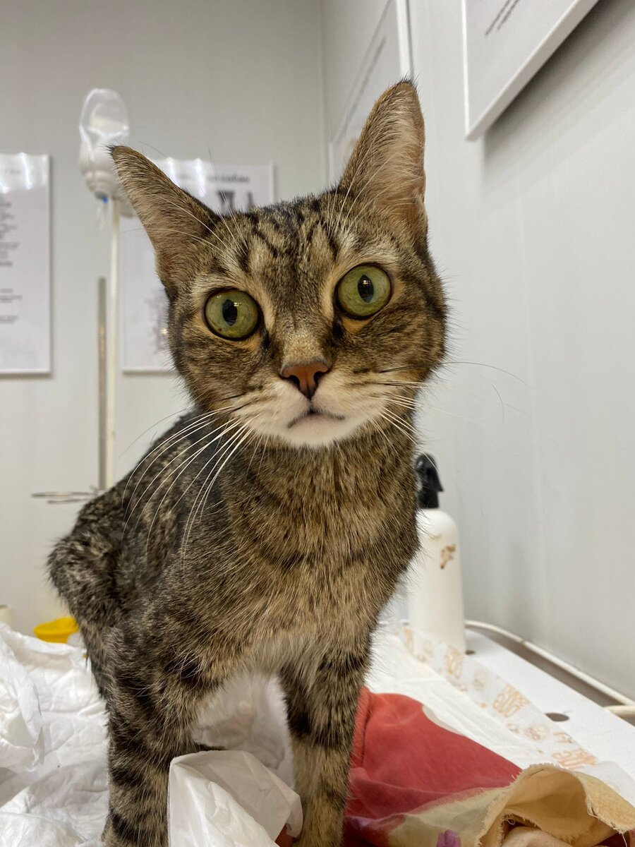 Беня очень мучается... Котику еще можно помочь!