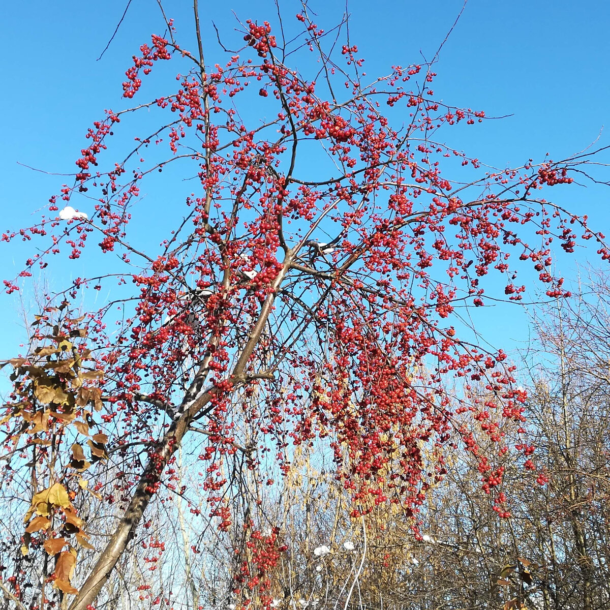 поздняя осень, гибридная форма Я.Недзвецкого х Я.Сибирская ягодная.