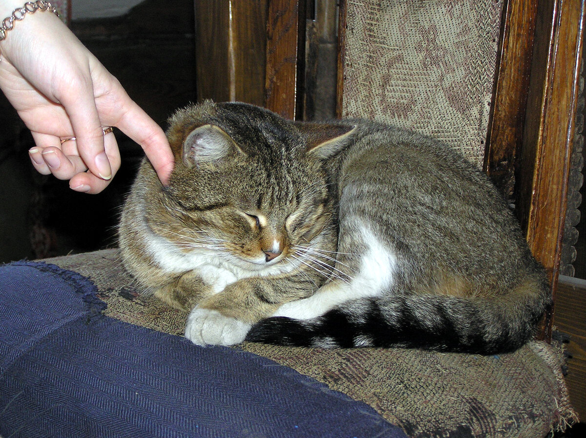 Пушистый сотрудник Музея утюга