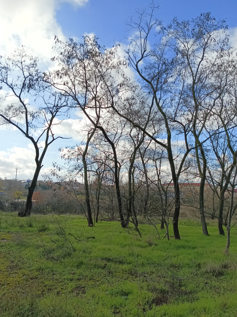 балка