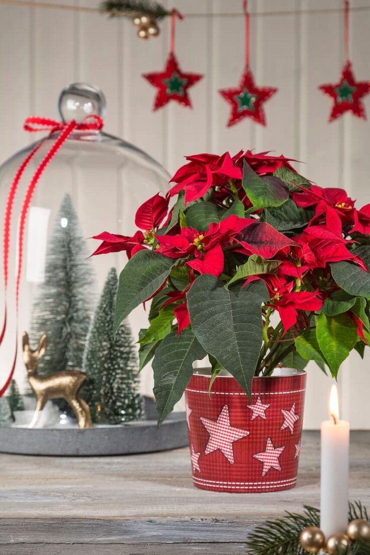 Пуансеттия – символ Рождества и главная роль в новогоднем декоре