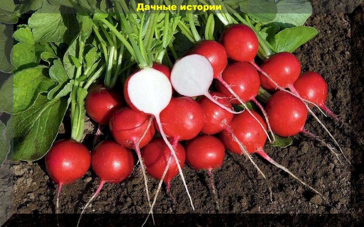 Сорта редиса для открытого грунта. Редис скороспелая черешня. Редис Империал. Редис три недельки.