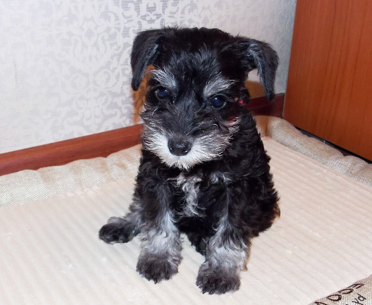 Вот таким милым щеночком была Джесс