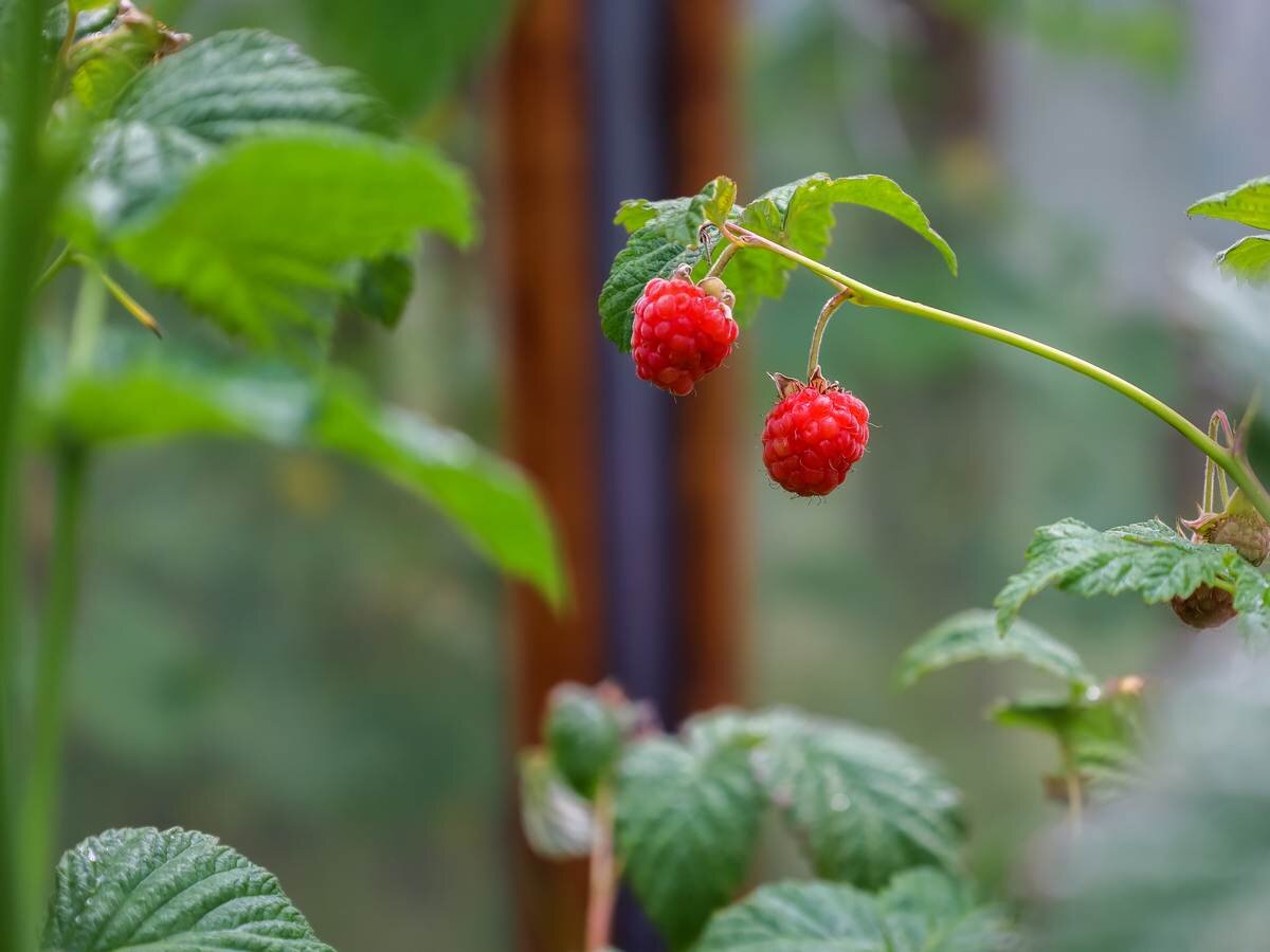 Очень важно знать правила выращивания растений для получения хорошего урожая / Антон Берг