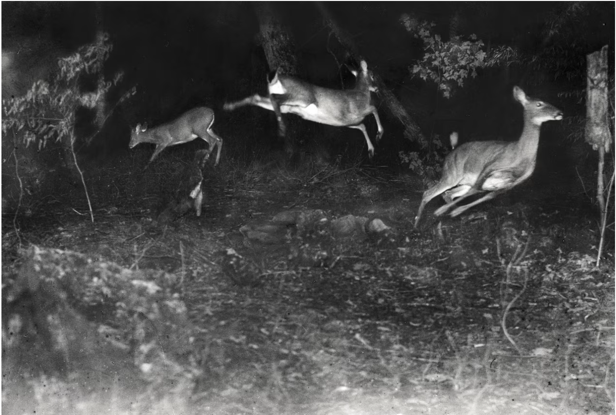 Олени запечатлены во время прыжка в одну из первых ночных фотоловушек со вспышками, сделанную в 1906 году. ФОТОГРАФИЯ ДЖОРДЖА ШИРАСА. Фото: nationalgeographic.com
