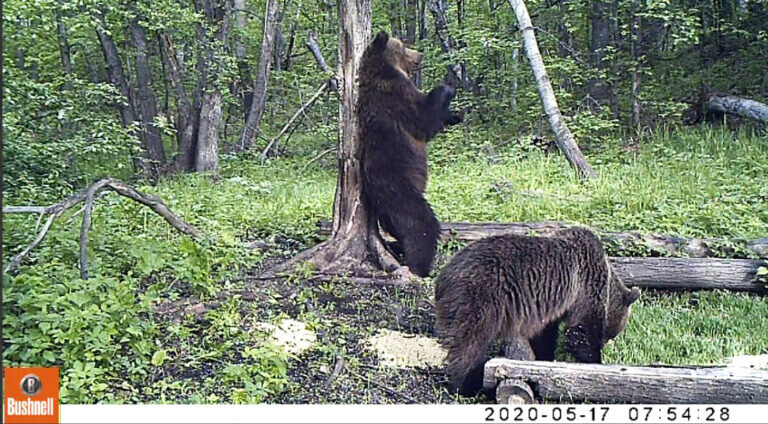    В День медведя оренбургский заповедник поделился необычным «танцем» топтыгиных Андрей Севостьянов