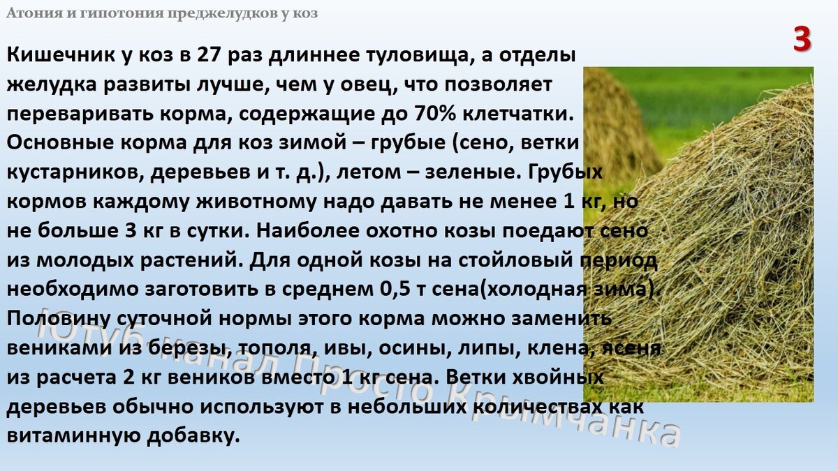 Коза плохо ест. Надо помочь животному, пока не поздно. | Козы, клубника и  остальное | Дзен