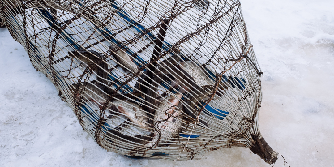 Что будет, если есть сырую рыбу? Узнала у местных в Югре