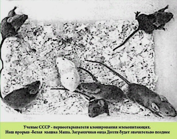 По середине мышка Машка. Это самая первая клонированная советская мышка. Она была альбиносом. То есть не имела окрас.