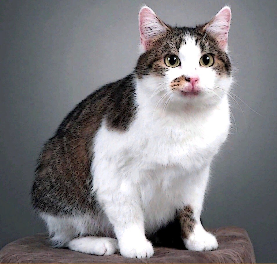 Кошка Сиси (от слова copycat, дословно кошка-копия), 2002 г.