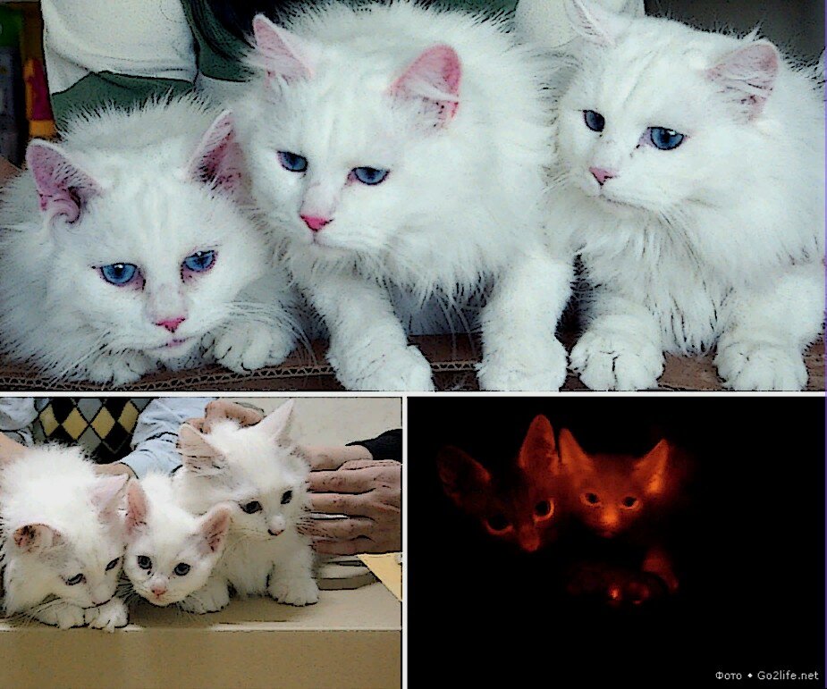 клонирование кошек. клонирование кошек. клонирование котят. клонированные животные. клонированные кошки.