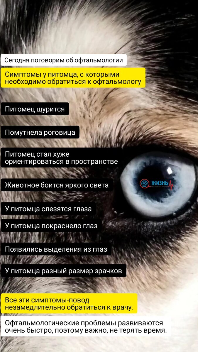 Симптомы, при которых нужно показать питомца офтальмологу. 