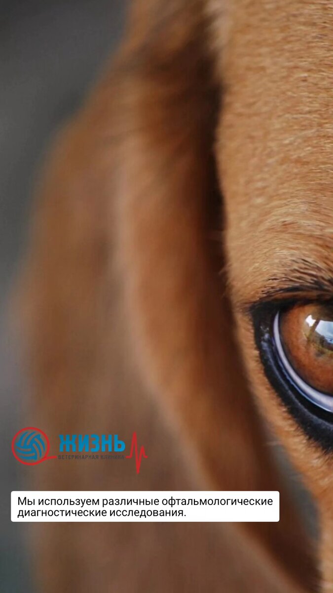 Ветеринарный врач офтальмолог в Калуге ведет прием пациентов в ветеринарной клинике "Жизнь"