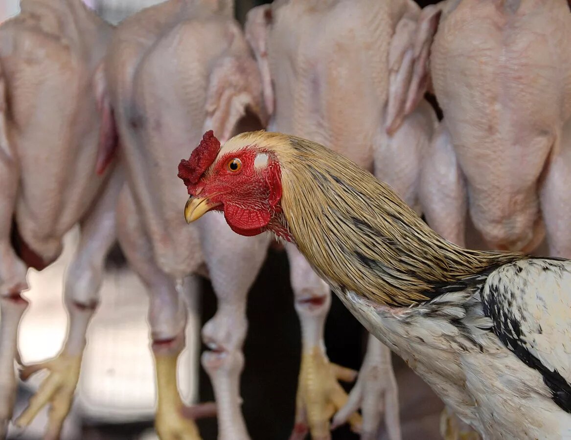 Куриные тушки © AFP 2023 / DIBYANGSHU SARKAR
