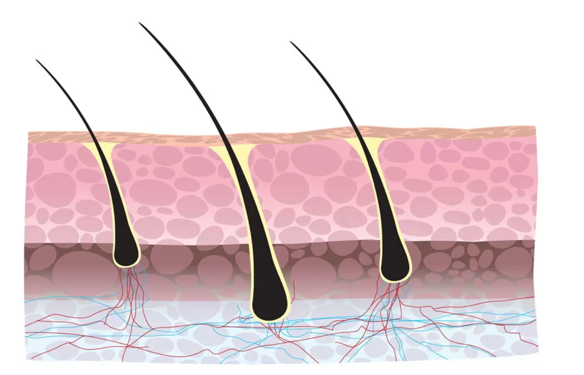 Белок кератин волосяной покров эпидермис волос подшерсток. Волосяной фолликул и луковица. Строение волосяной луковицы. Клетки волосяного фолликула. Волосяная луковица гистология.