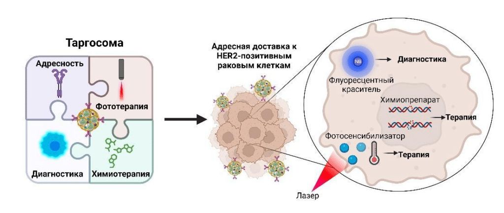    Структуры мультимодальных таргосом для онкотераностики / © Journal of Controlled Release