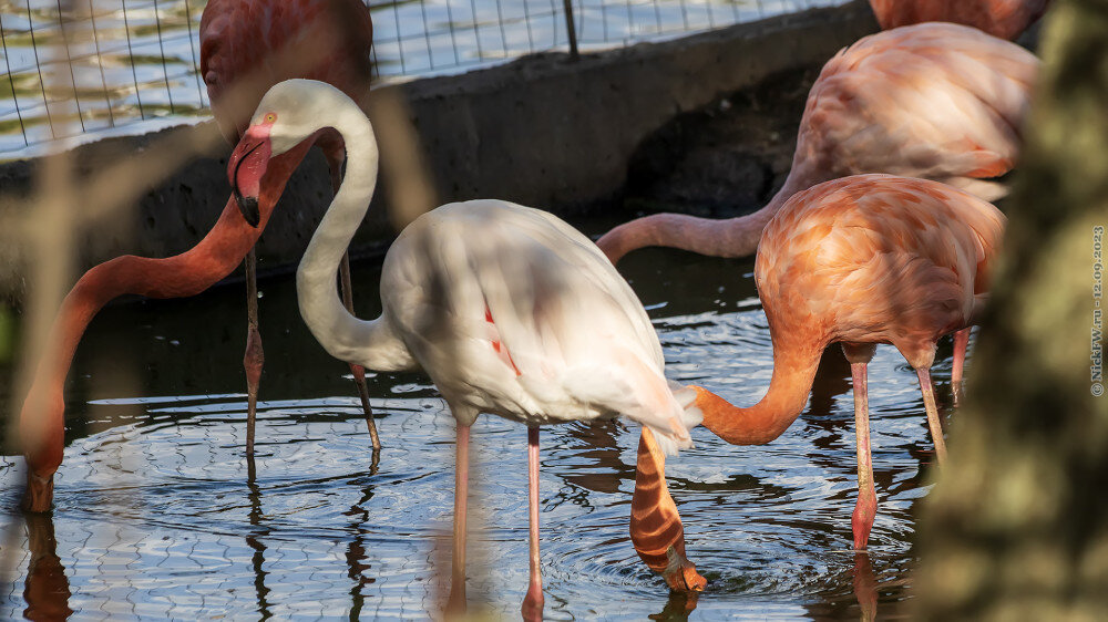 1. Фламинго в вольере Московского зоопарка © NickFW.ru — 12.09.2023г.