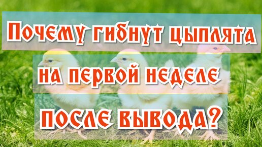 Почему гибнут цыплята на первой неделе после вывода?