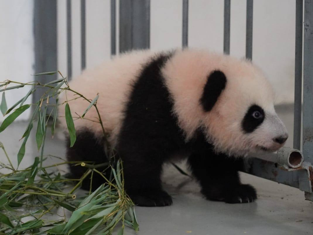 Малышка панда новости. Крошка Панда.