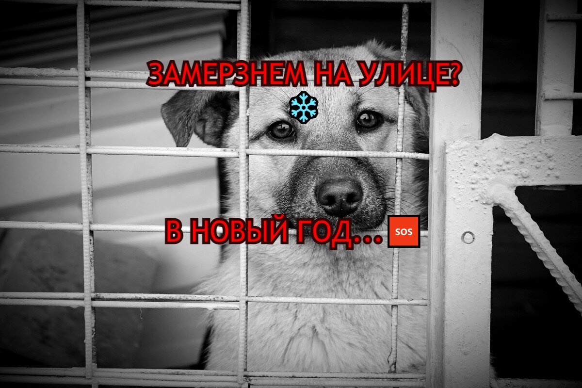 НЕ СОБРАЛИ НА АРЕНДУ!!! 😨🆘 НОВЫЙ ГОД НА УЛИЦЕ. ЖИВОТНЫЕ ЗАМЕРЗНУТ -  ПРИЮТА НЕ СТАНЕТ ❗ | Приют 