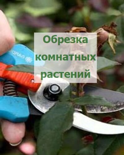 комнатные растения обрезка