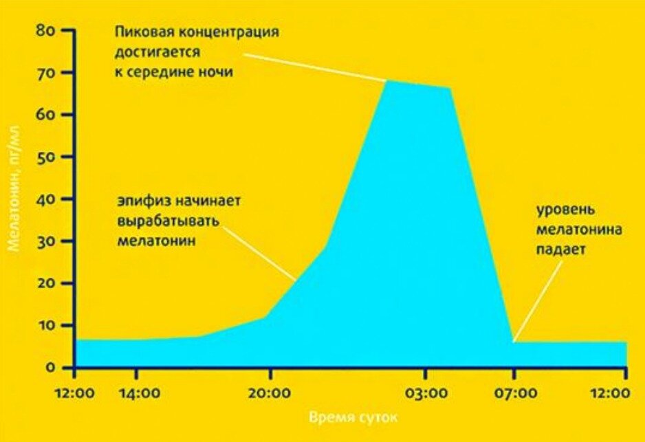 Время выработки гормонов. График выработки мелатонина в течение суток. Мелатонин часы выработки гормона. Изменение мелатонина в течении суток. Выработка гормона мелатонина.