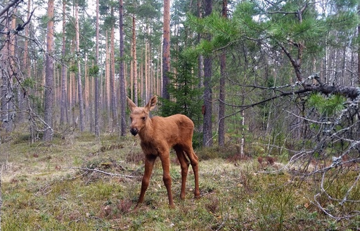 Лосенок. Маленький лосенок. Детеныш лося. Фотоловушка Лось.