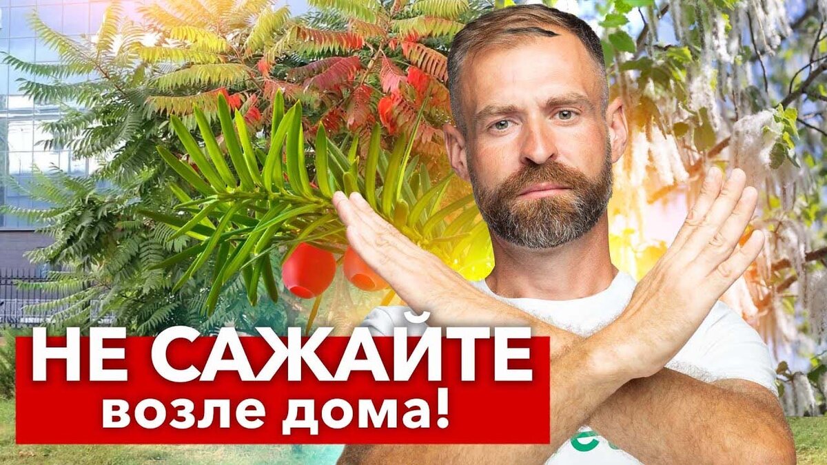 почему нельзя сажать иву возле дома | Дзен