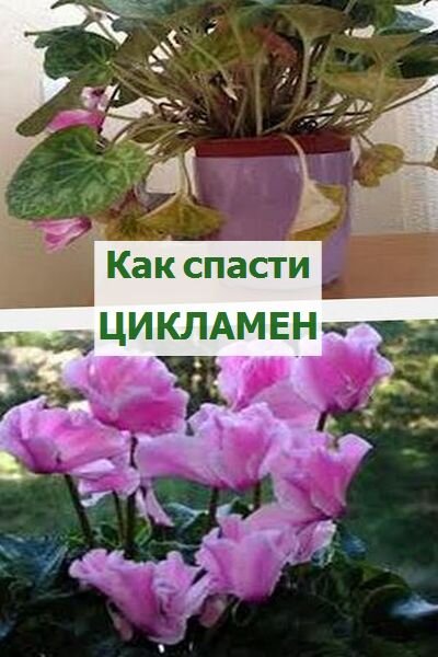 уход за цикламеном