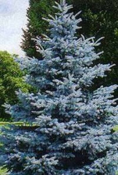 выращивание голубой ели 