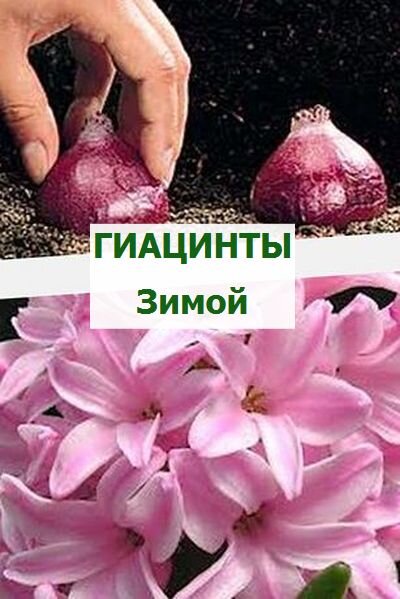 гиацинты дома зимой 