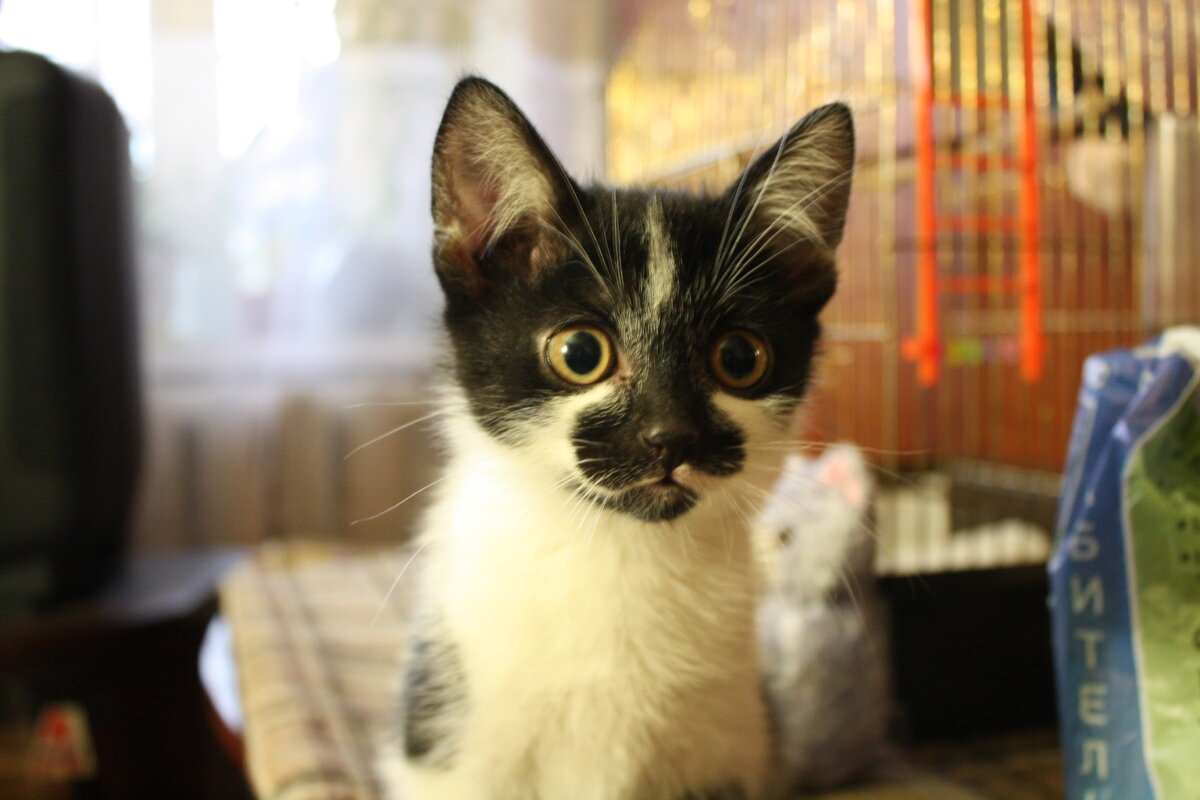 Так и хочется представить его где-нибудь в джунглях, среди лиан