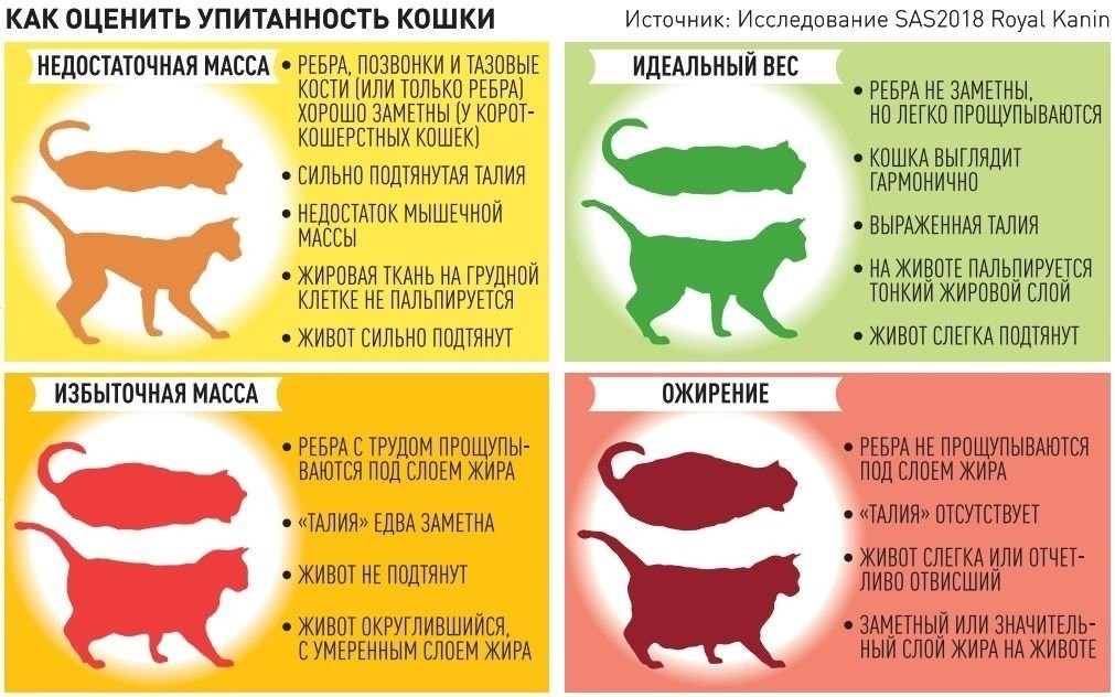Индекс массы тела собаки. Степени ожирения котов. Степени ожирения у кошек. Таблица ожирения кошек. Избыточный вес у кошки.