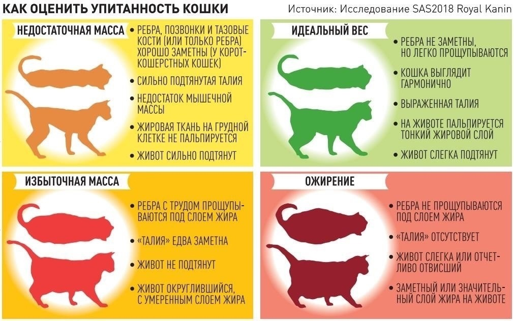 Кошечки лишнего не скажут текст. Степени ожирения у кошек. Стадии ожирения у кошек. Таблица ожирения кошек.