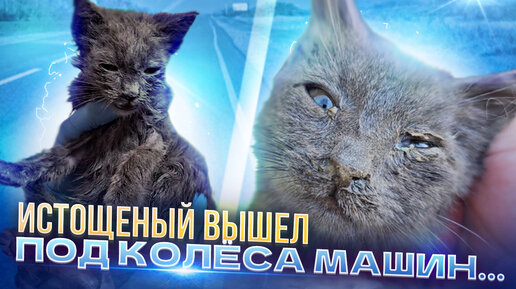 ОБЕЗВОЖЕННЫЙ КОТЁНОК ВЫШЕЛ ПОД КОЛЁСА МАШИН ЗА ПОМОЩЬЮ 😥