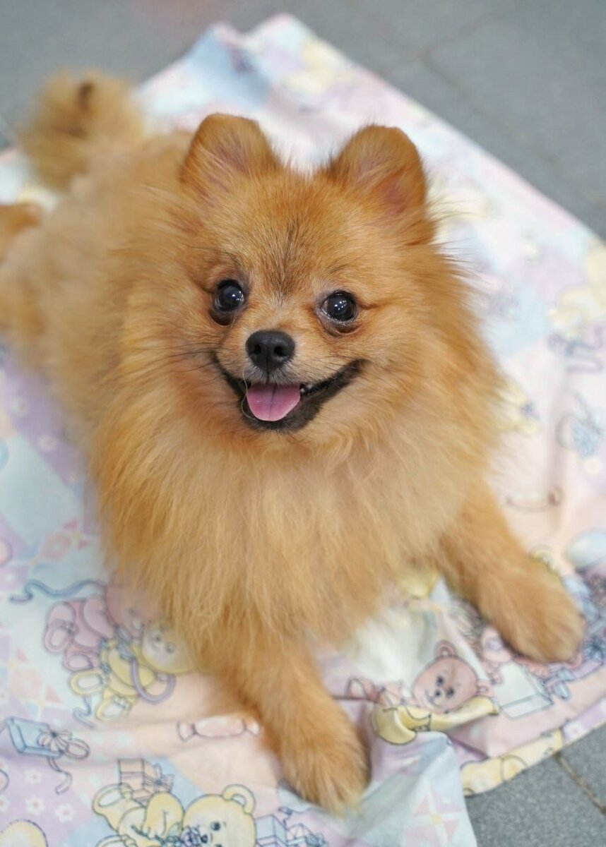 Лемур в приюте до операции. Собачка из приюта для маленьких собак Домик Мелкашей