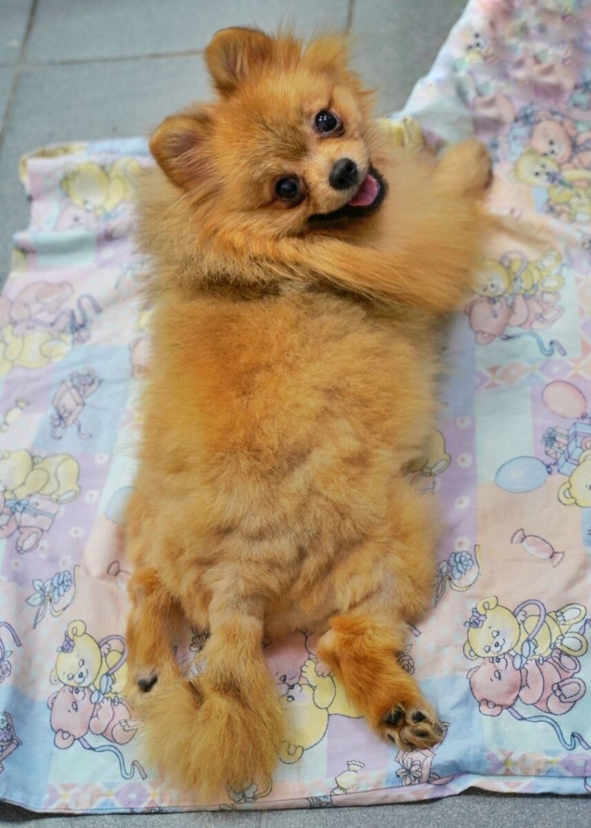 Лемур в приюте до операции. Собачка из приюта для маленьких собак Домик Мелкашей