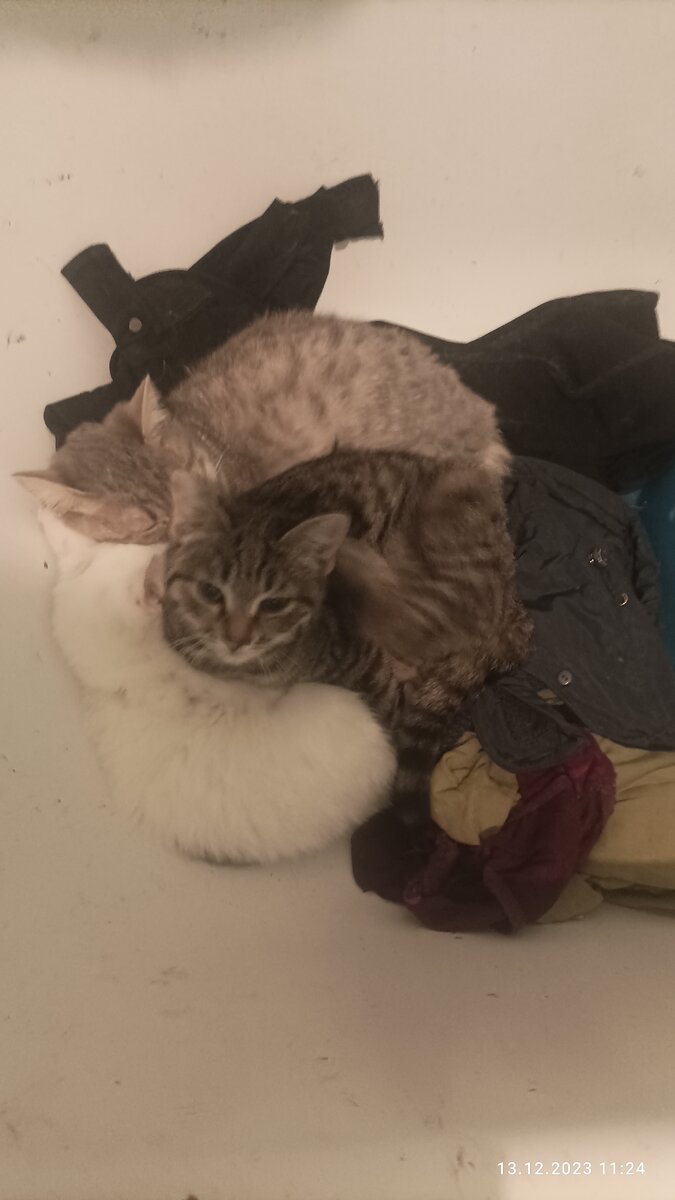 Спят в ванной. 