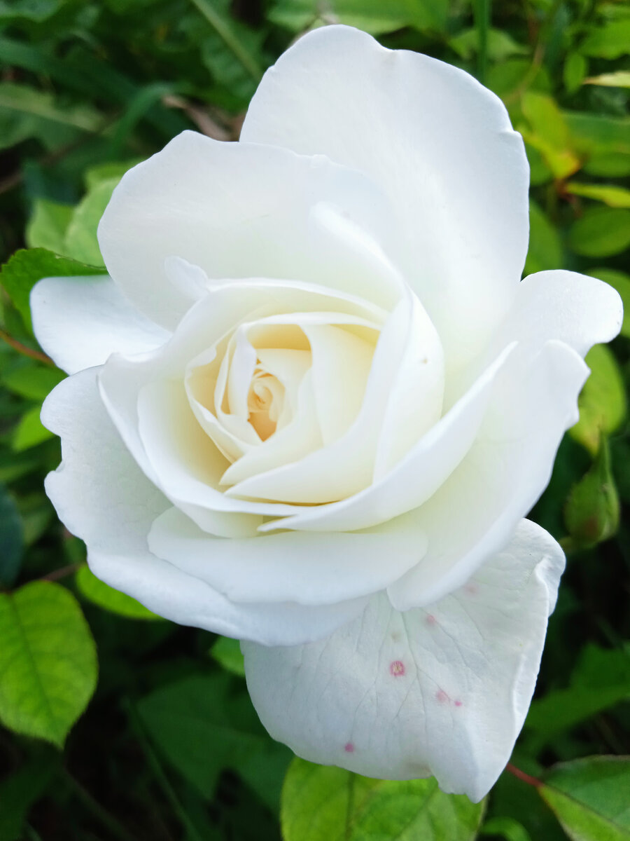 Флорибунда(по некоторым источникам Грандифлора) Шнеевитхен