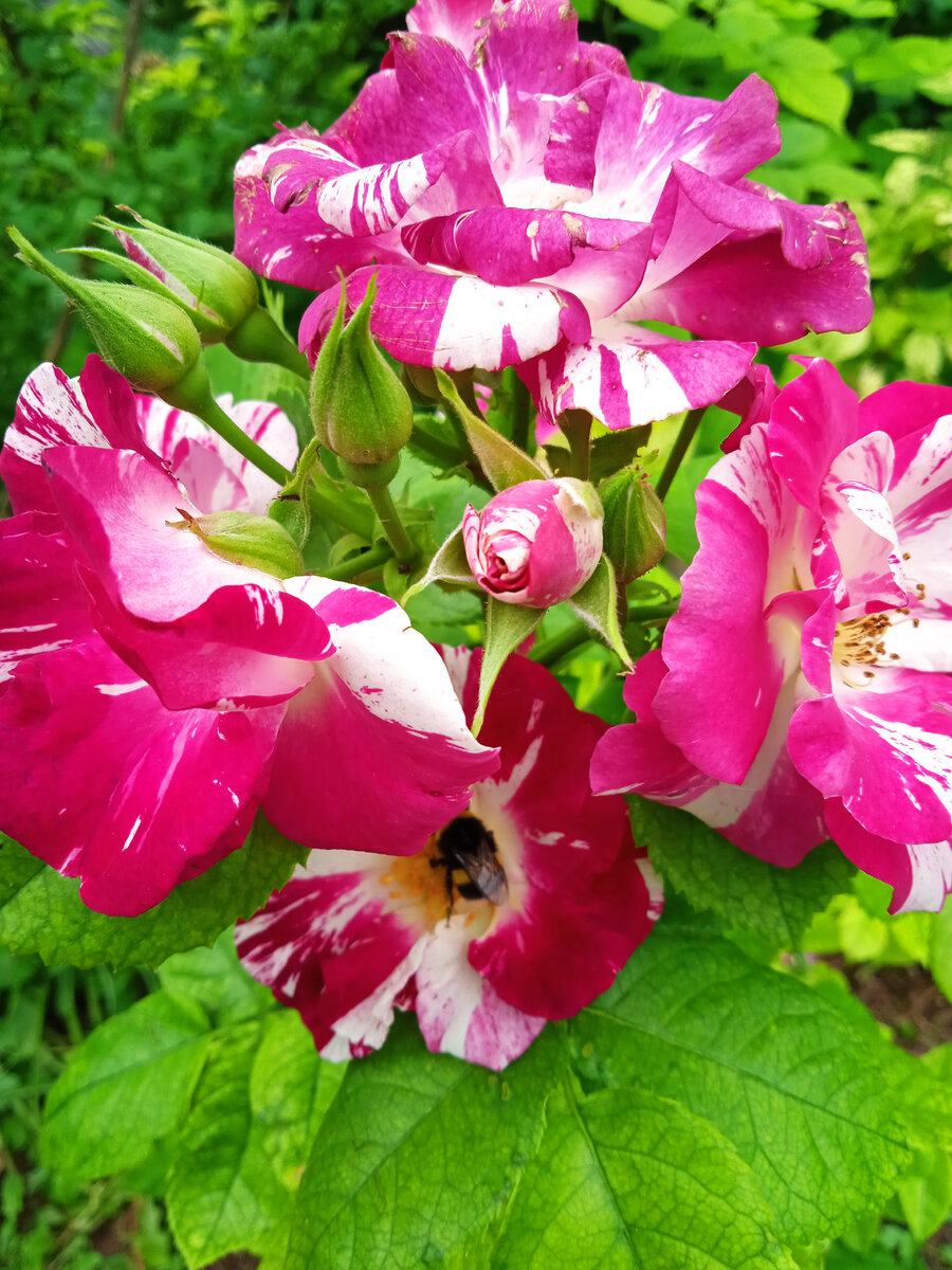 Плетистая Перпл Сплеш