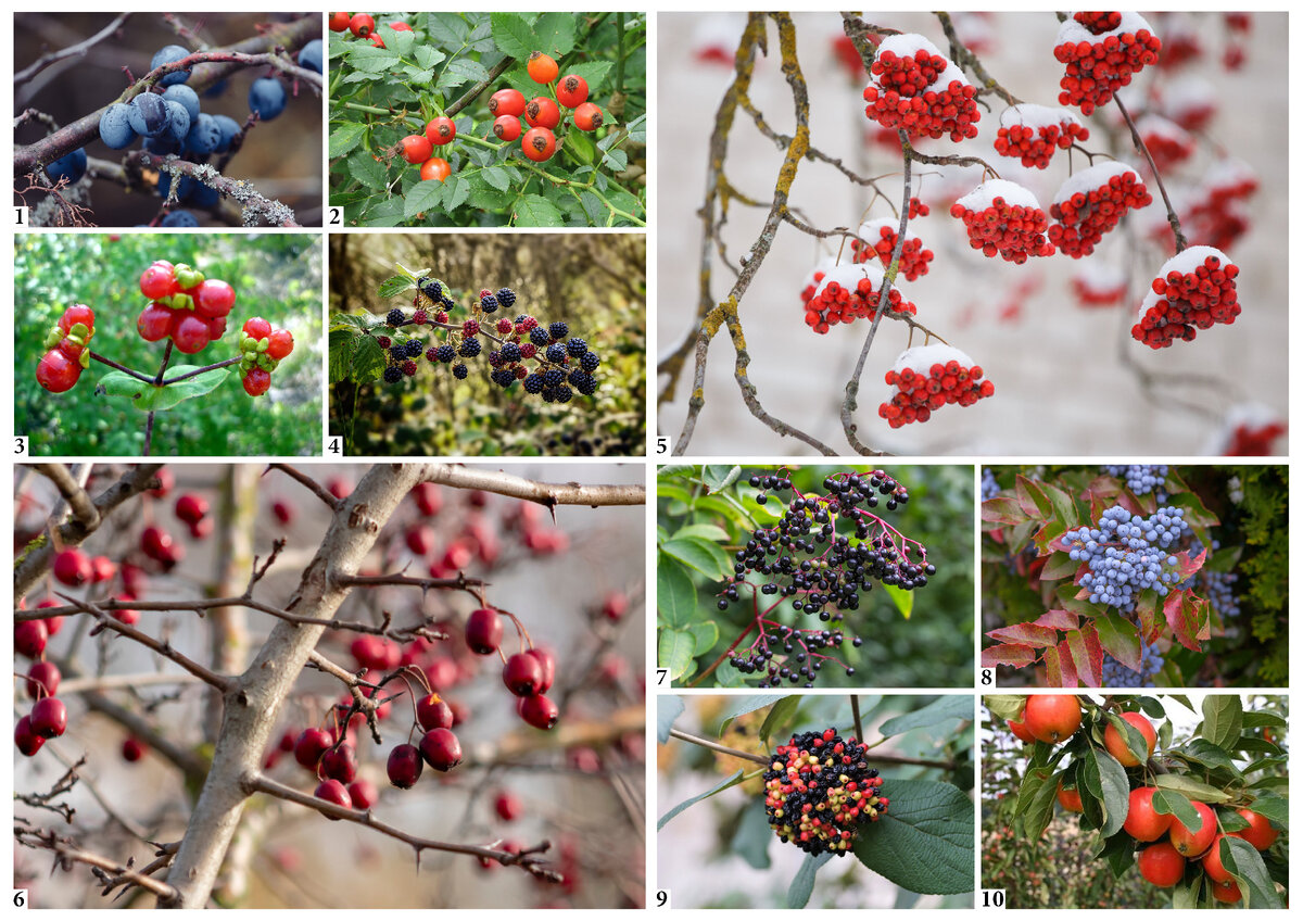 Коллаж растений с плодами и ягодами для птиц зимой.
