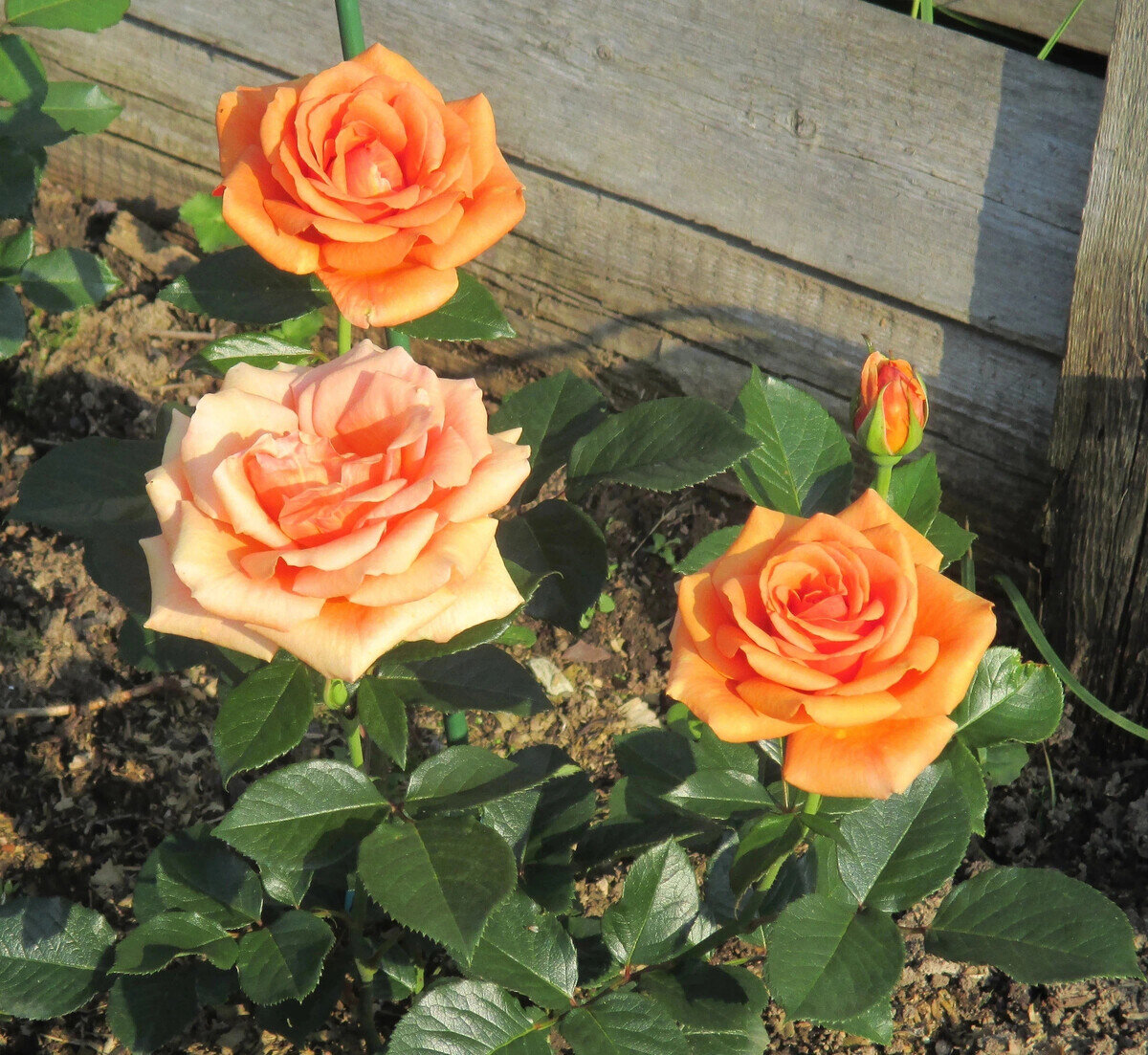 фото Надежды