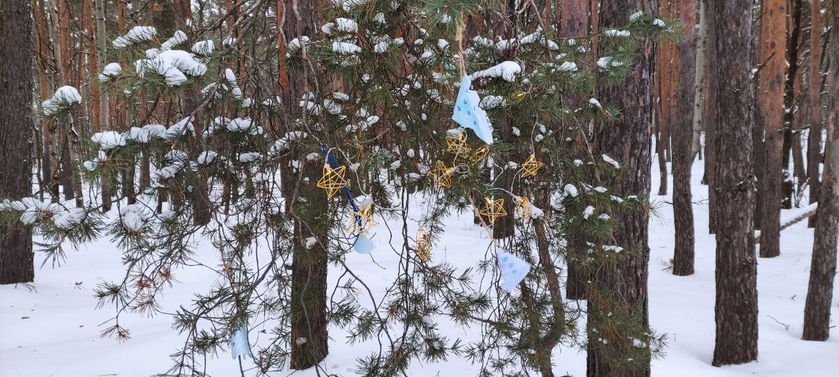 Почти новогодняя сосна