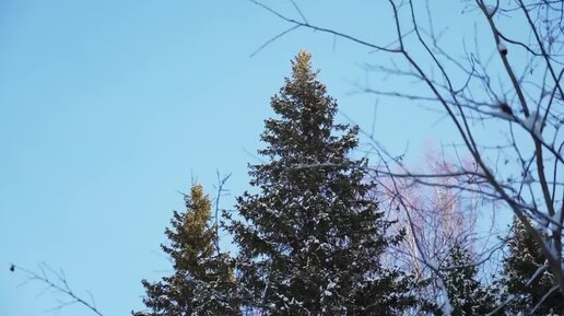 ПРЕДНОВОГОДНЯЯ СУЕТА В ЛЕСНОЙ ХИЖИНЕ _ ПУРГА ВЕРНУЛАСЬ ТОЛЬКО НОЧЬЮ _ , СУП С ТУШЁНКОЙ И КОТЛЕТЫ (720p)