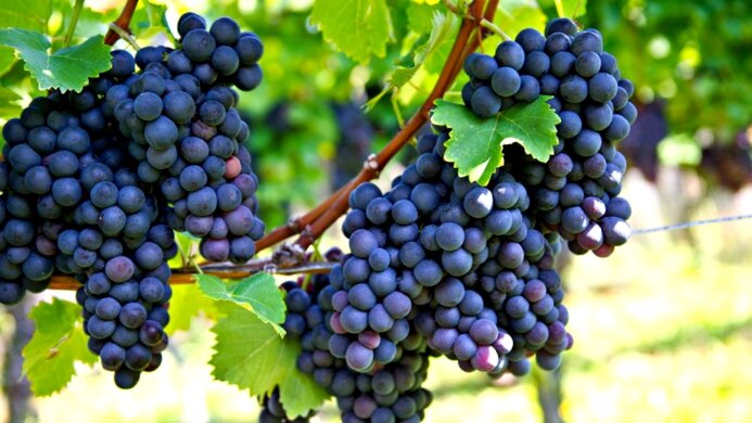 Выращивание винограда. Только проверенные сорта
