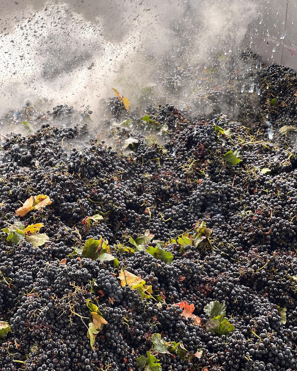 На фото: обработка свежего урожая на винодельне Rivera в Апулии

Хозяйство Rivera является самым старым из ныне действующих в Апулии, оно было основано в 1950 году.