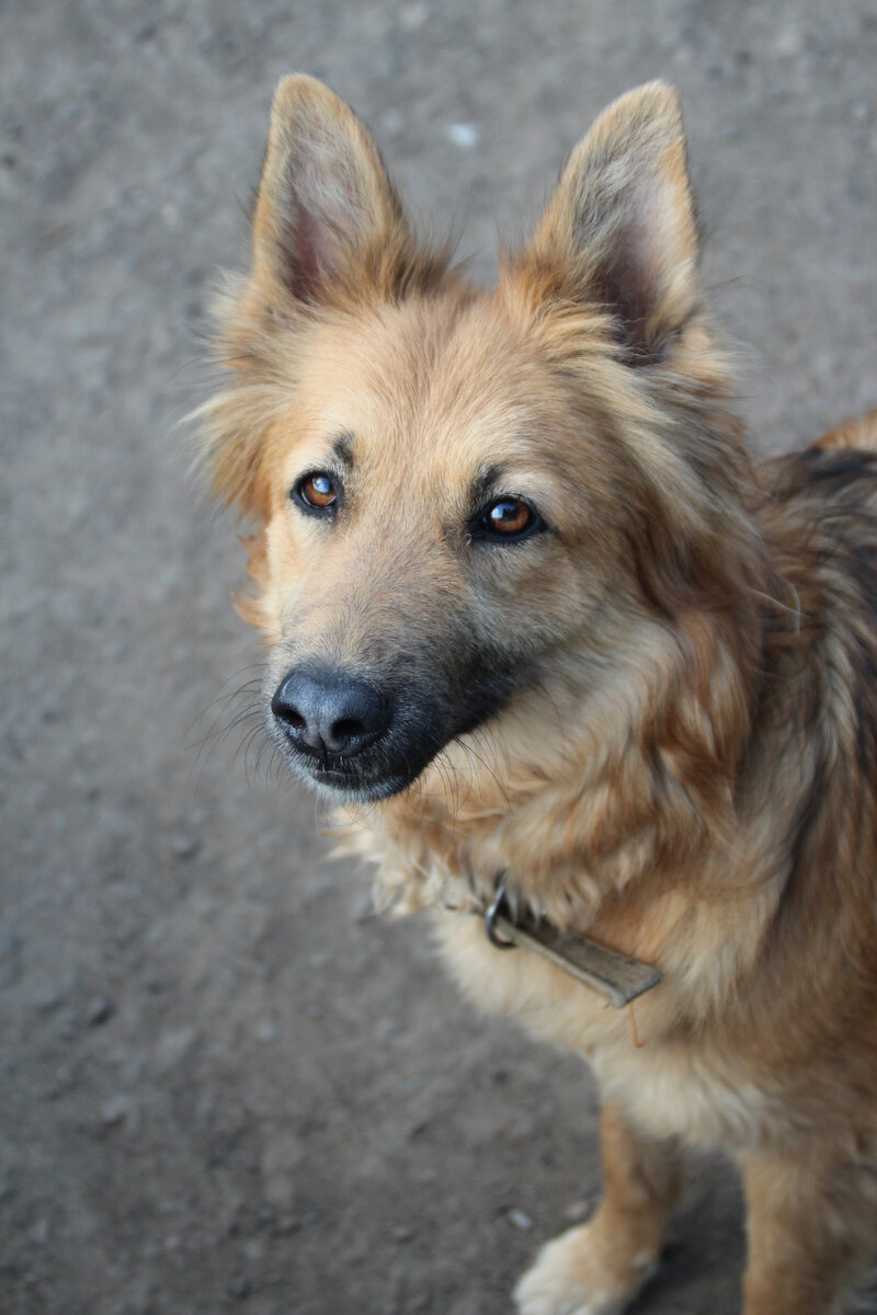 У Алисы очень честно-хитрые глаза и слегка вздернутый нос 