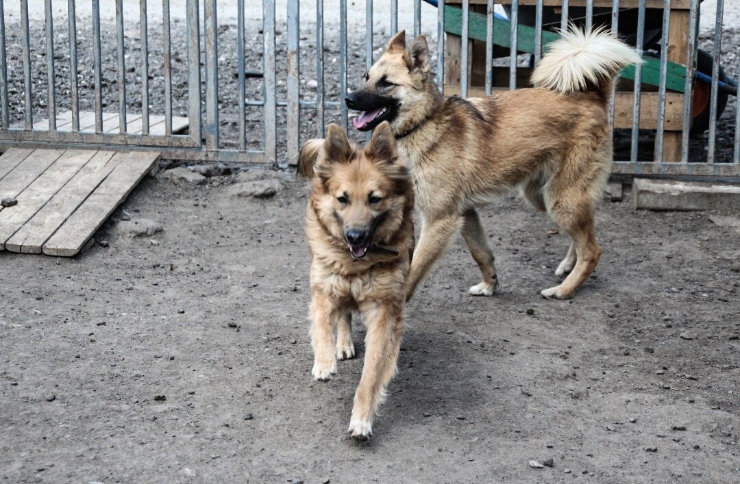 Алиса легкая на подъем собака;)