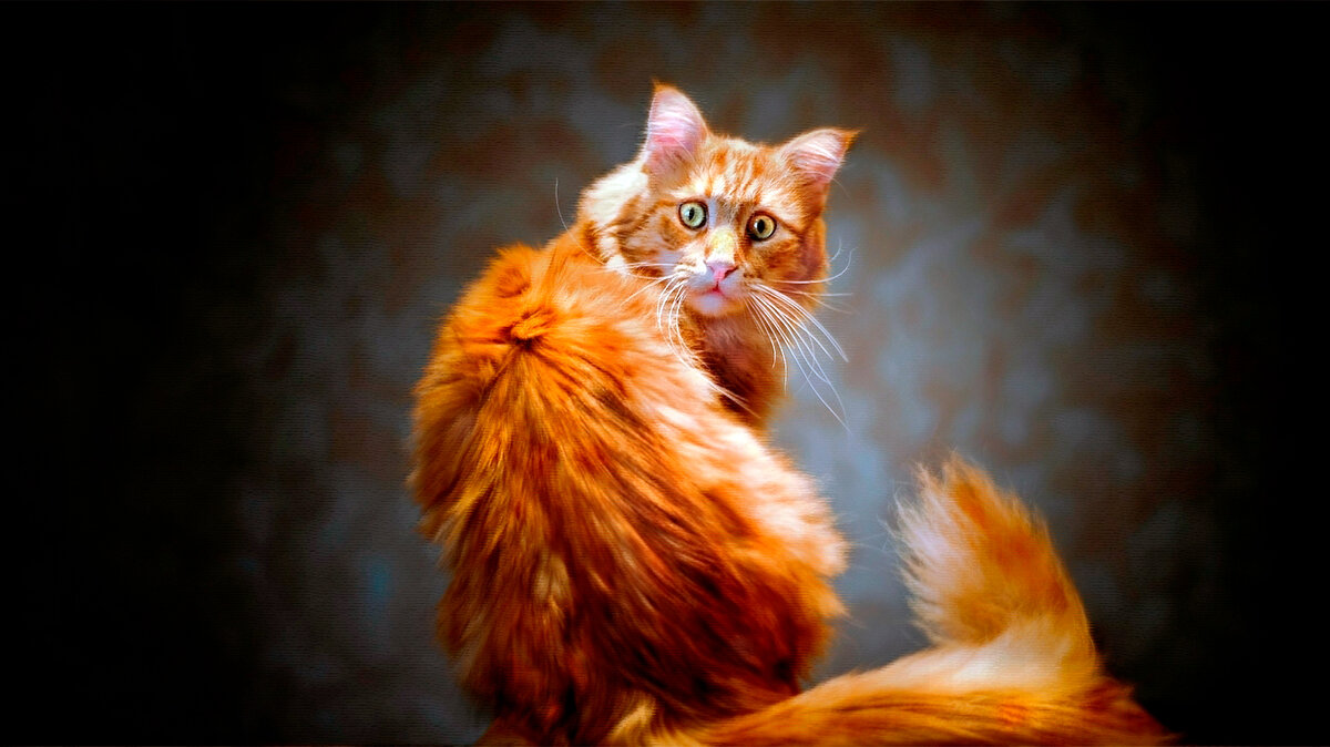 источник фото: get.wallhere.com